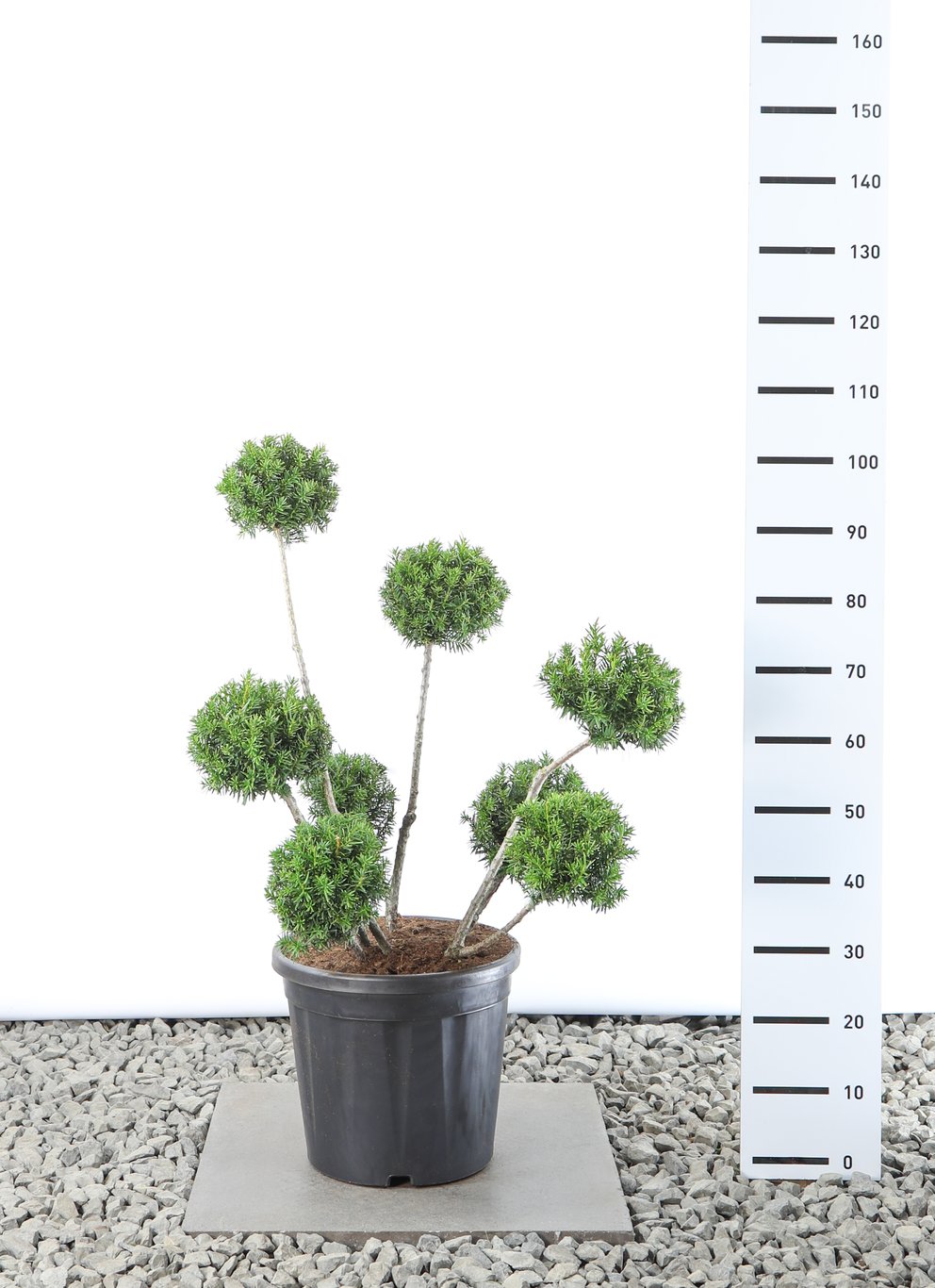 Taxus media 'Farmen' - 60-80 CM PonPon EXTRA in Cont.